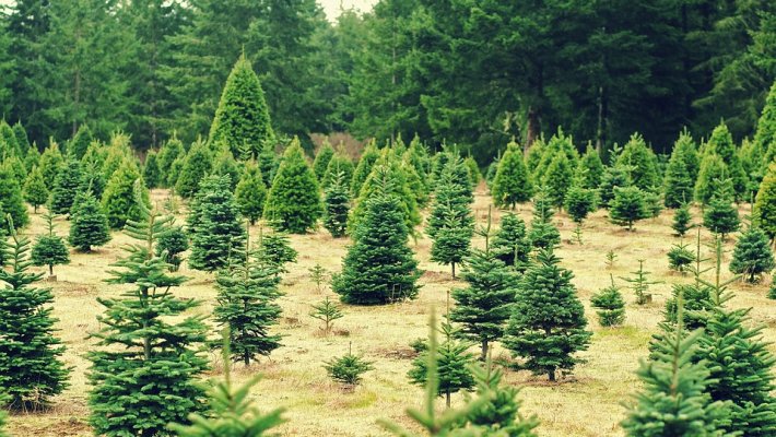 Christmas Tree Farms Indiana Trees