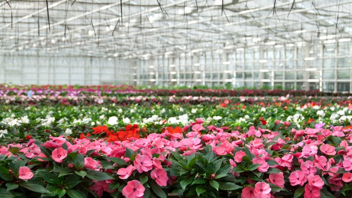 Best Flower Nursery Indiana