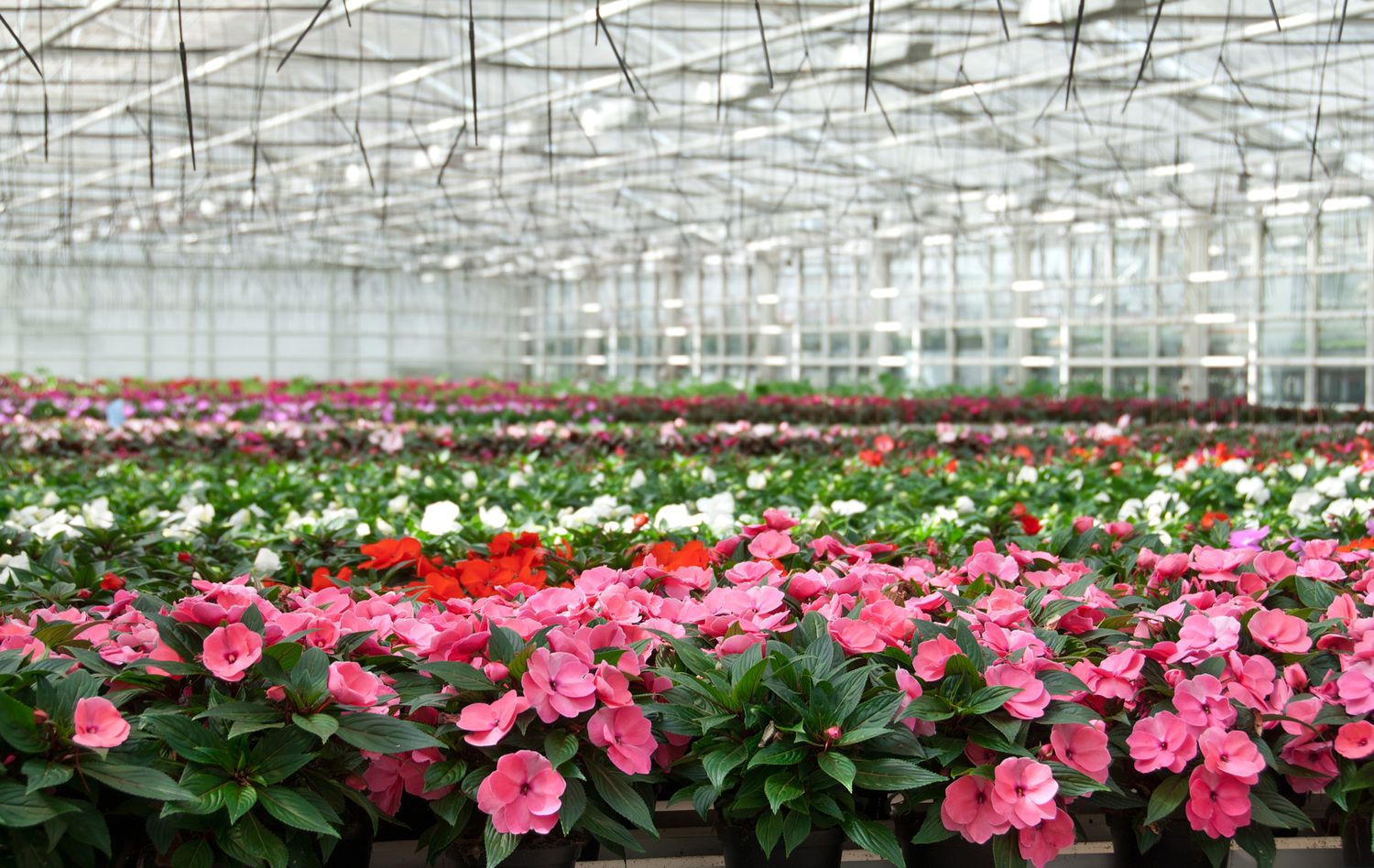 Best Flower Plant Nurseries In Indiana Talktotucker Com