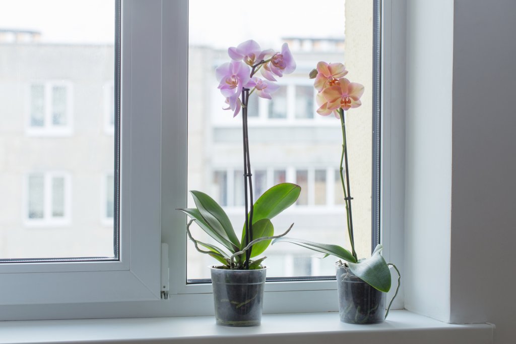 indoorplantsOrchids