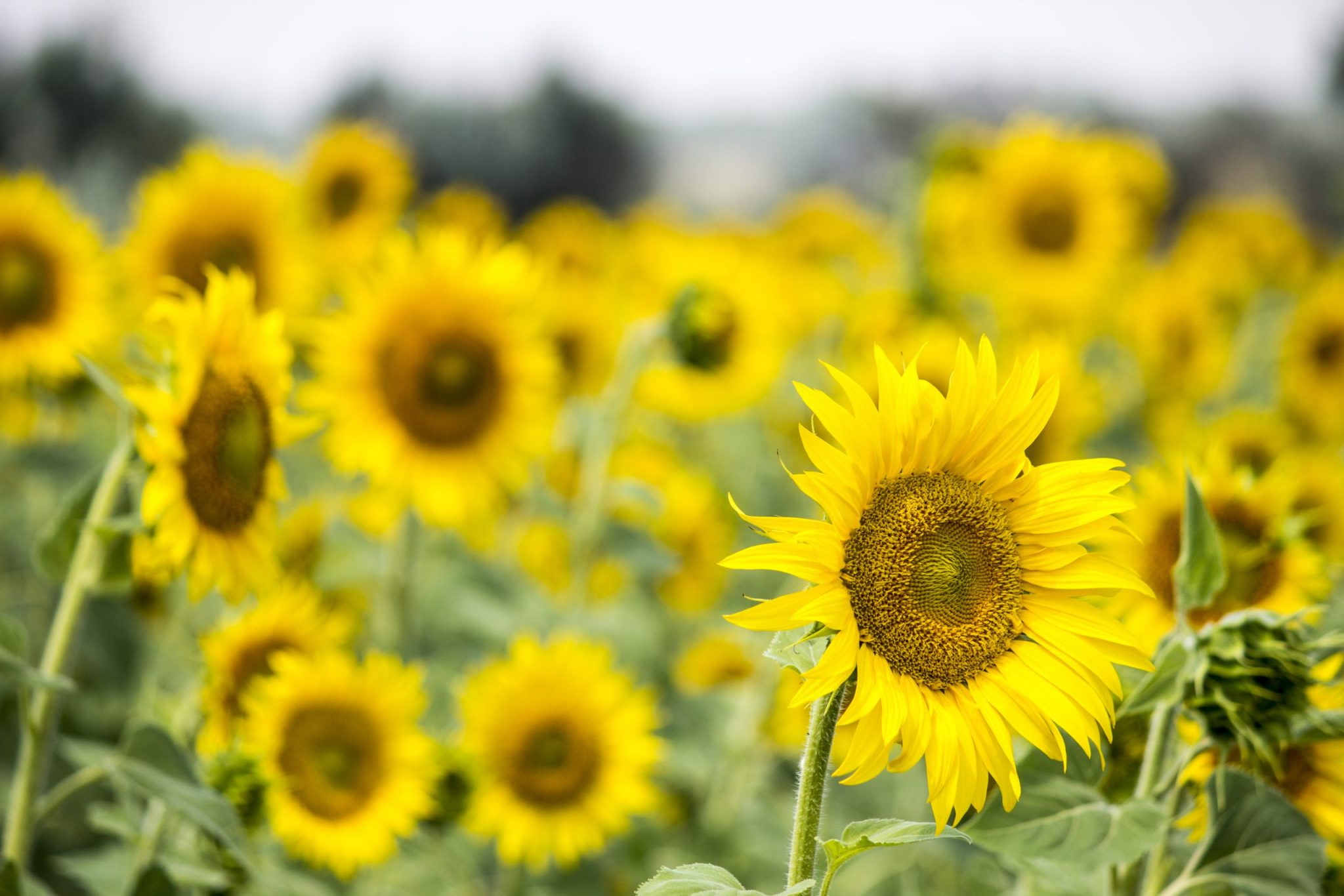 U Pick Sunflower Fields in Indiana