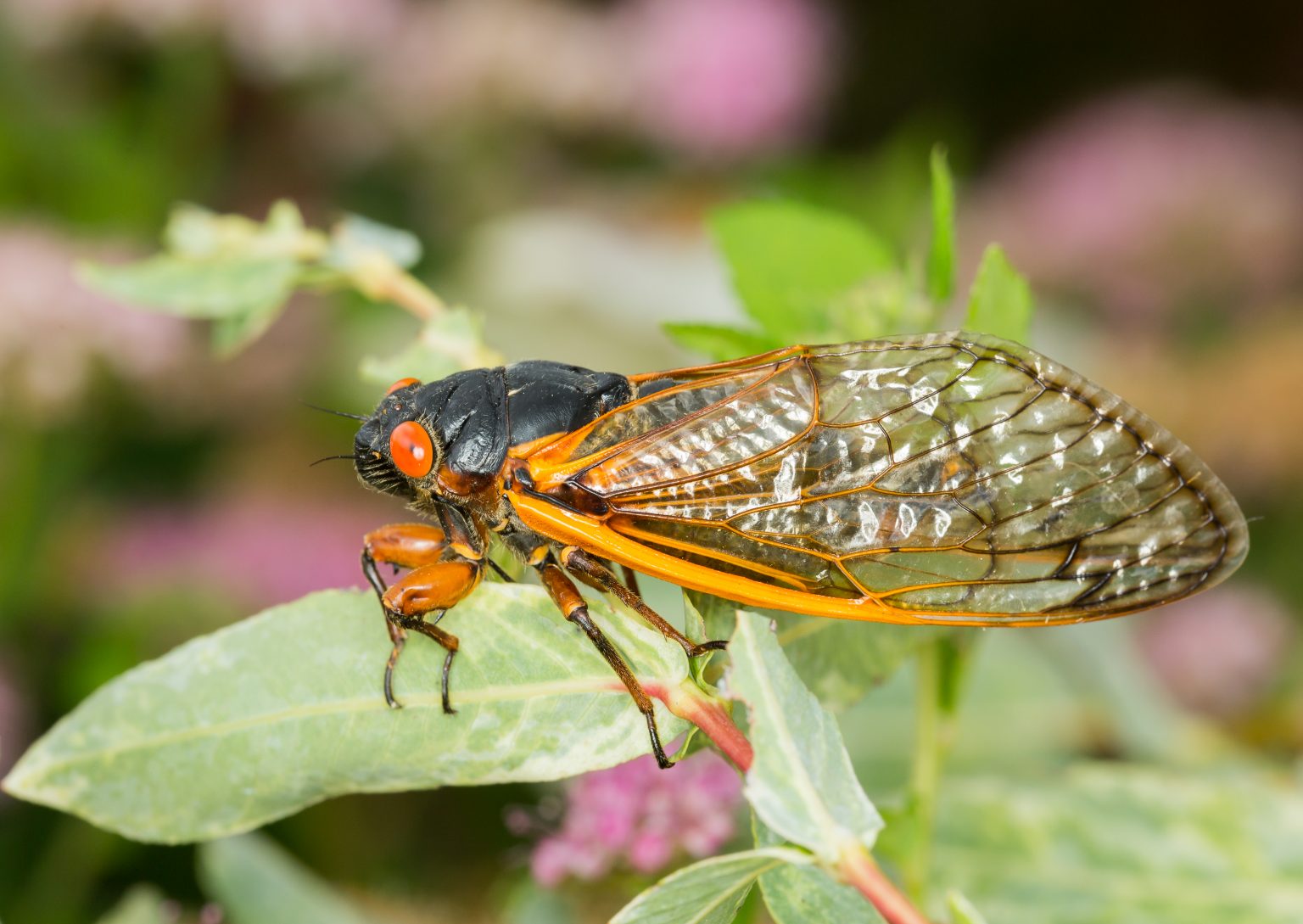 The Cicadas Are Coming Everything You Need to Know (and More