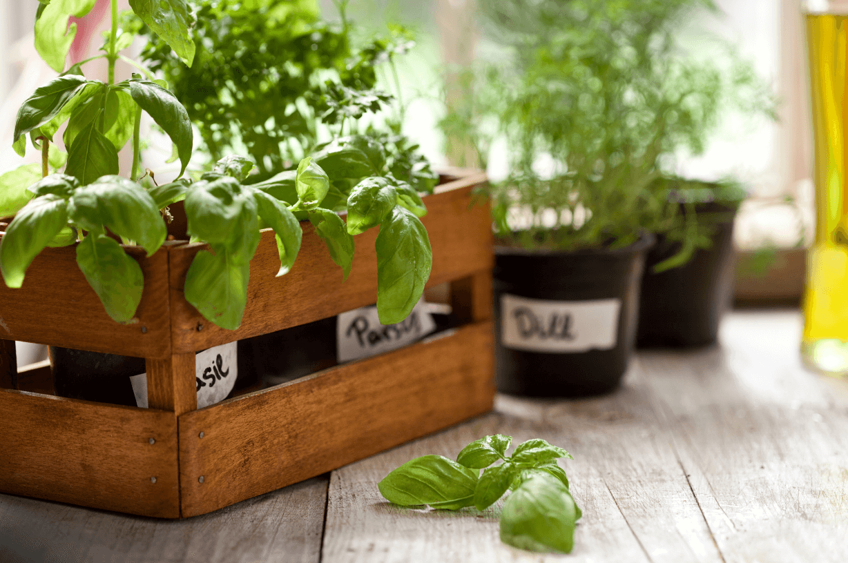 Cultivating Flavor - A Guide to Indoor Herb Gardening 